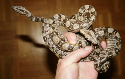 Kaiserboa