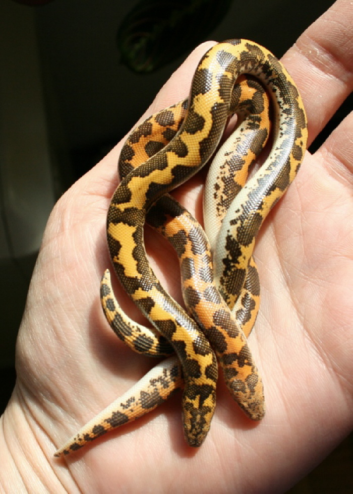 Gongylophis colubridis loveridgii