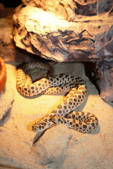 Eine Frau fürs Leben ist dazu gekommen