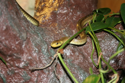 Äskulapnatter erkundet ihren neuen Baum